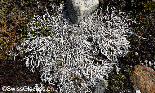 Ev. Totengebeinsflechte oder Wurmflechte. Lat.: Thamnolia Vermicularis