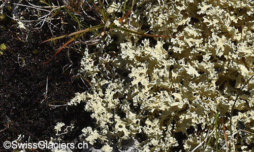 Ev. Gelbe Tartschenflechte. Lat.: Vulpicida tubulosus