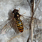 Auf dem schuttbedeckten Rücken südlich des Kanderfirns