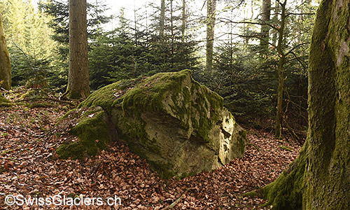 Mit Moos bewachsener Erraktiker in einem Wald des Schweizer Mittellandes.